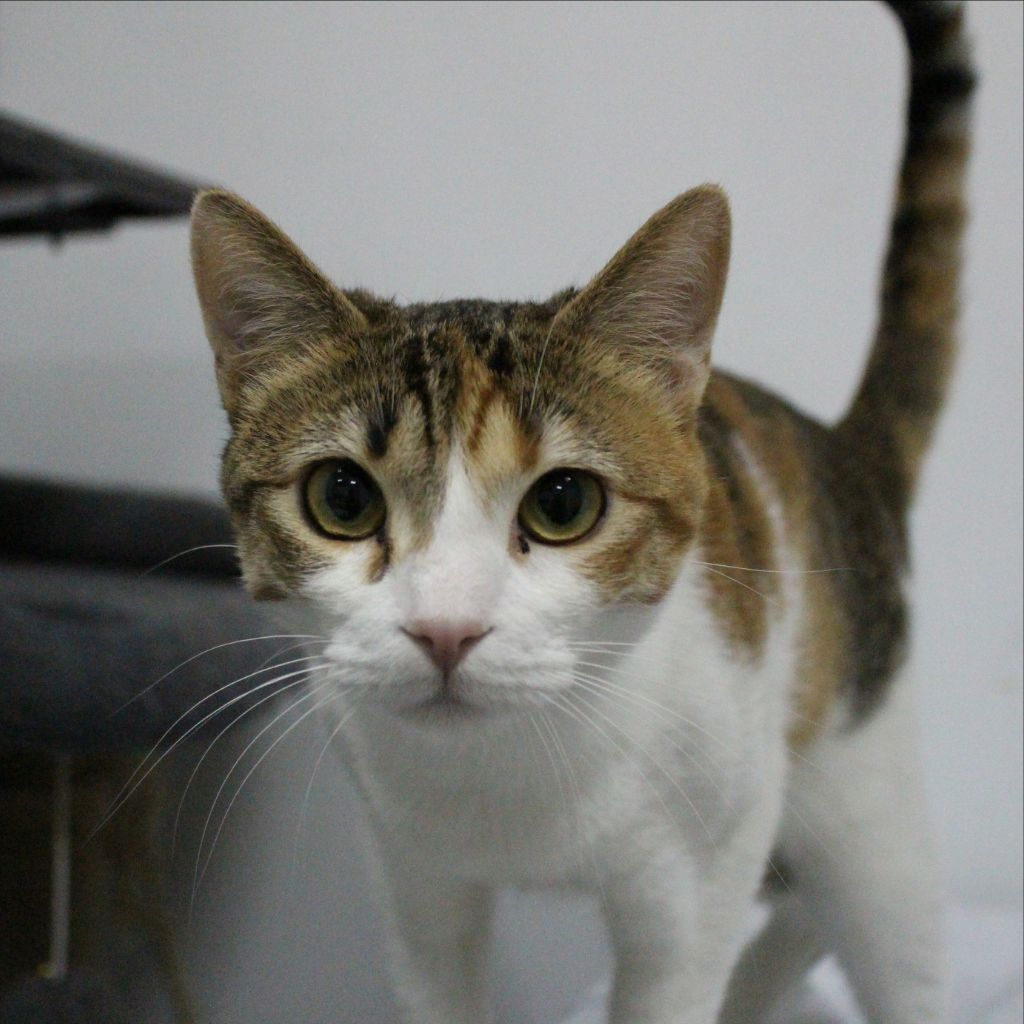 ZITA