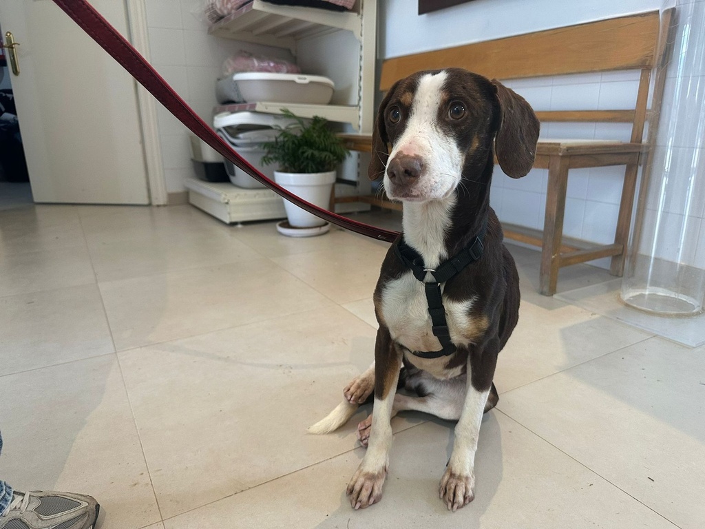 Imagen de FICHA FAPAM