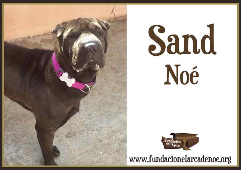 Imagen de Sand noe