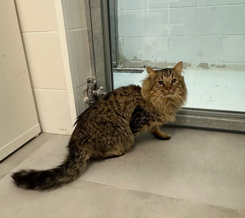 Imagen de CAICOS ERAS