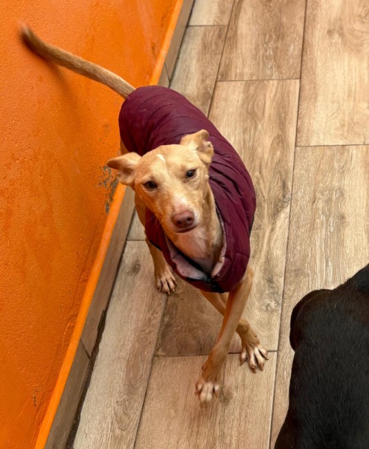 Imagen de Estrellita Tara