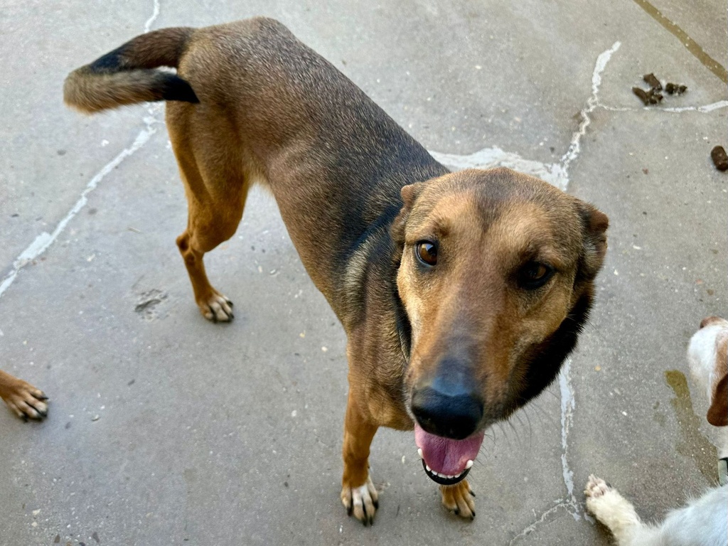 Imagen de PEPPER