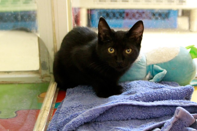 Imagen de Tribunilla