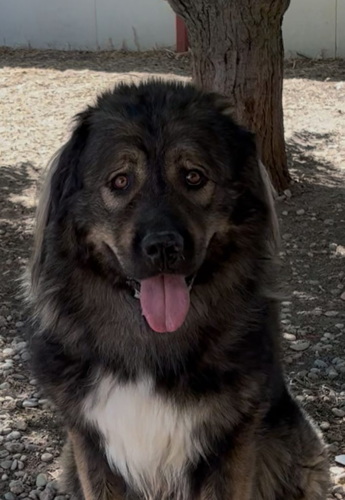 Imagen de Diamantito