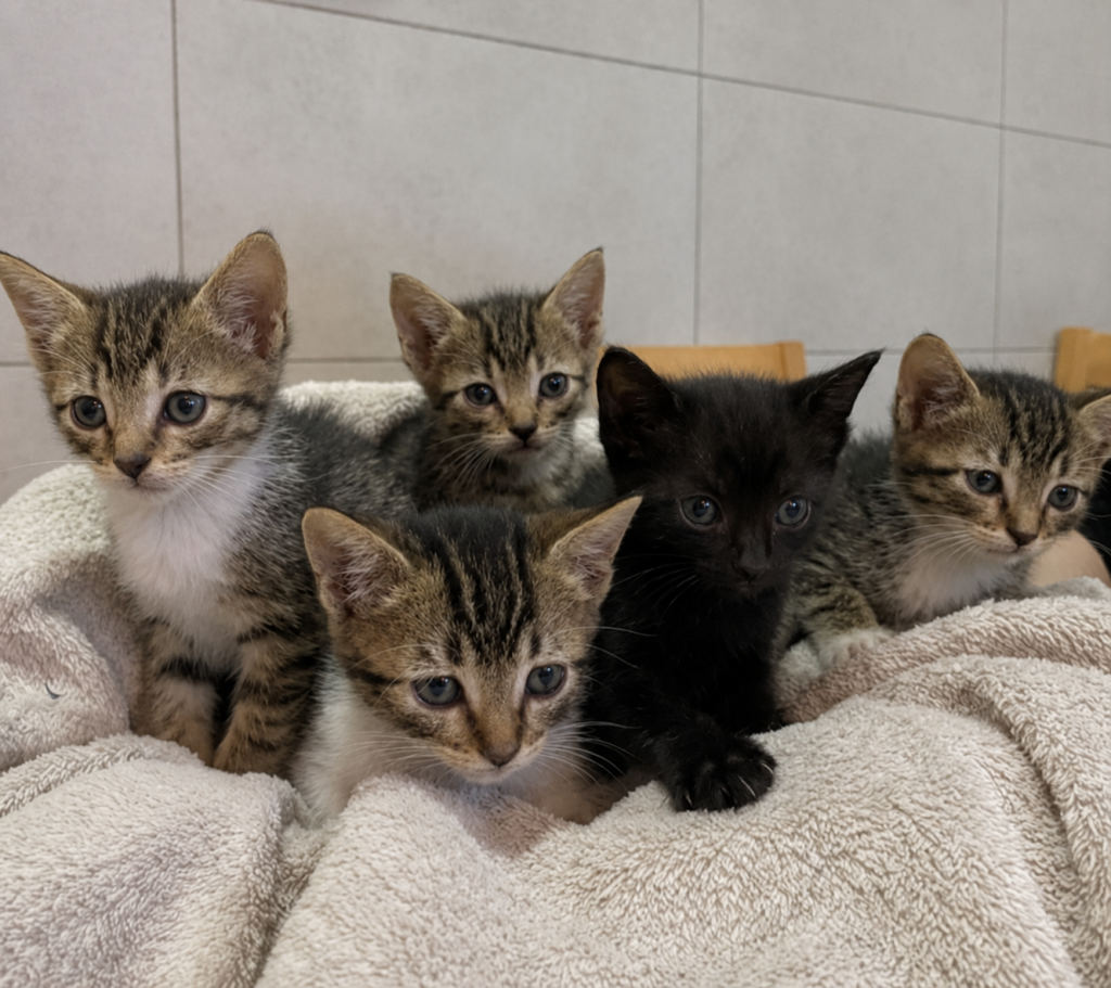 Imagen de Victoria, melanie, emma, geri y mel