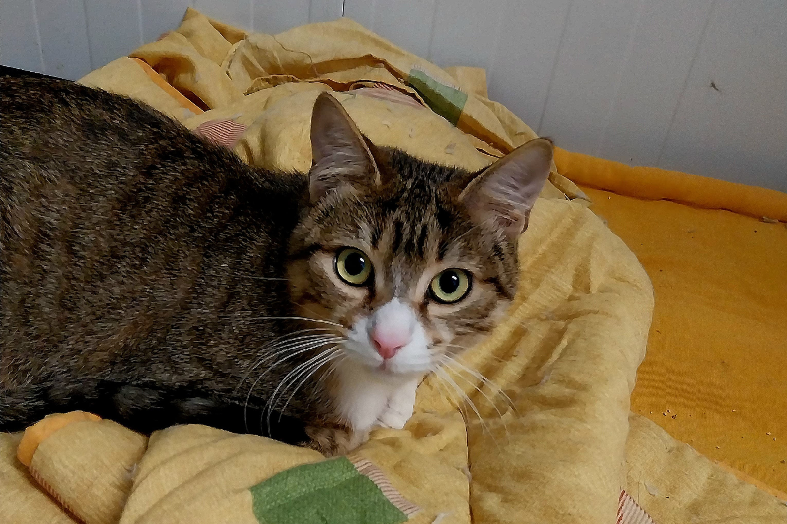 Imagen de CIGÜEÑAL