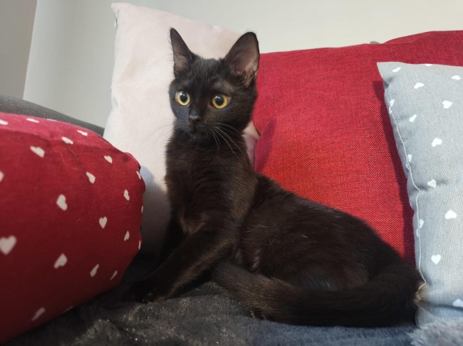 Imagen de Lulu Trigo