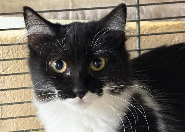 Imagen de Maki Guada