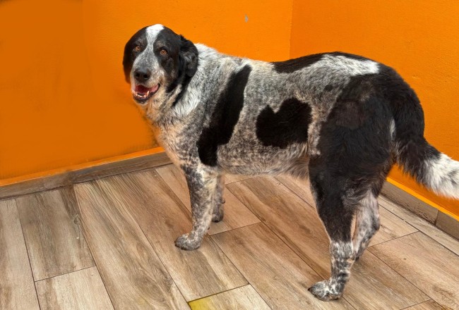 Imagen de Pique Inri