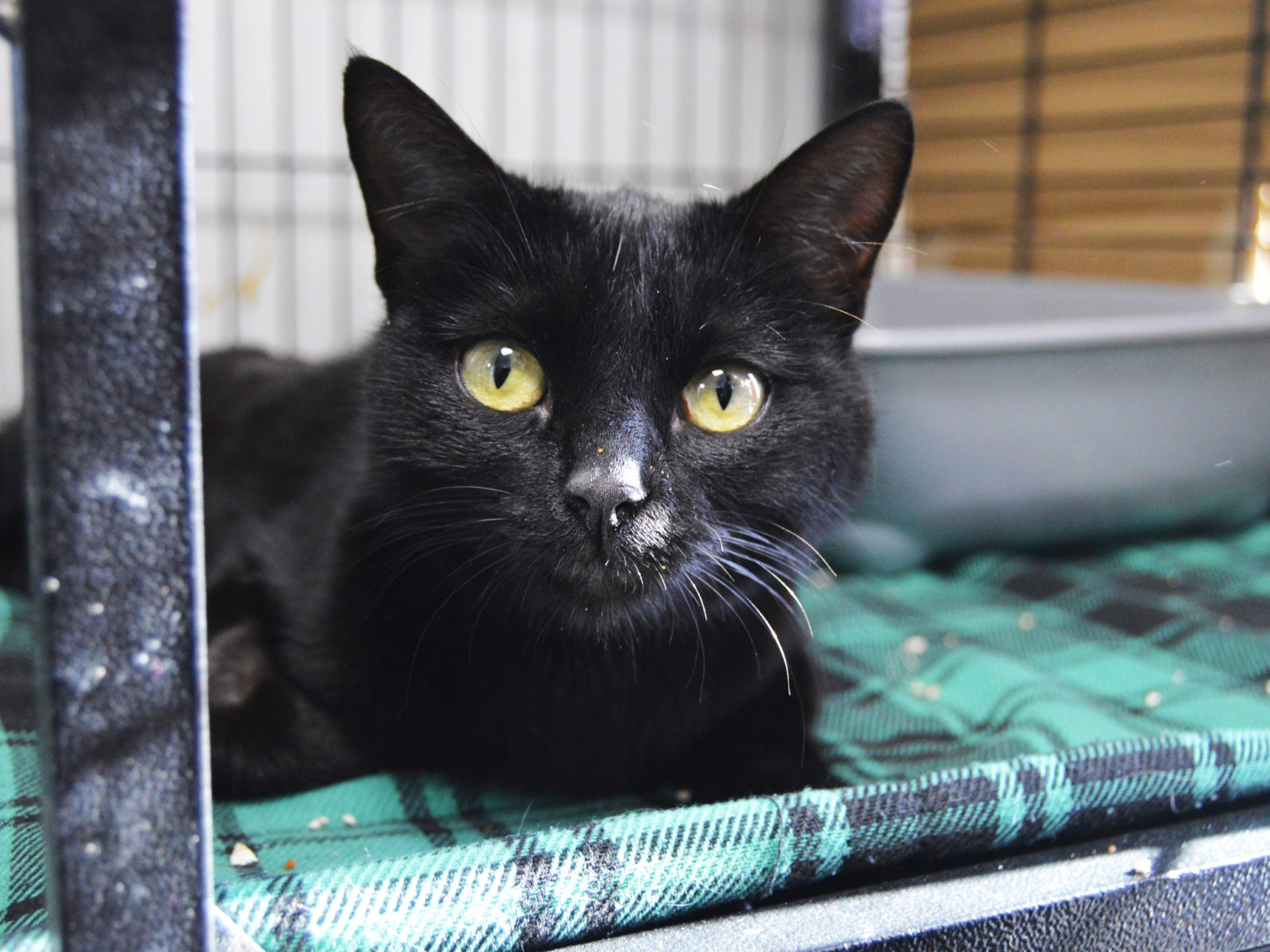 Imagen de LULU (URGENTE)