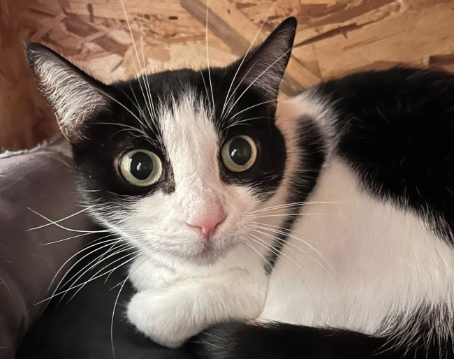 Imagen de Latakia Coca