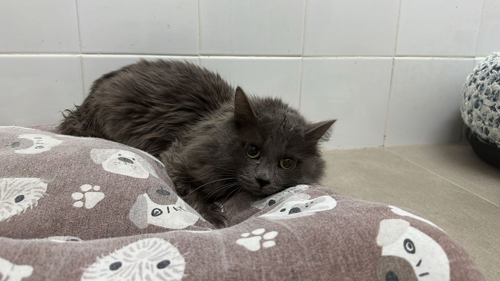 Imagen de PALAOS ERAS