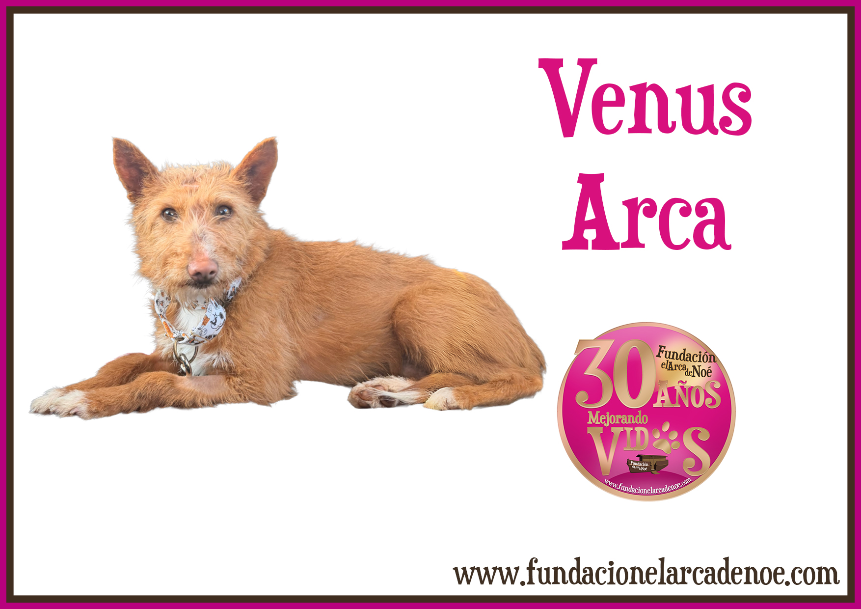 Imagen de Venus arca