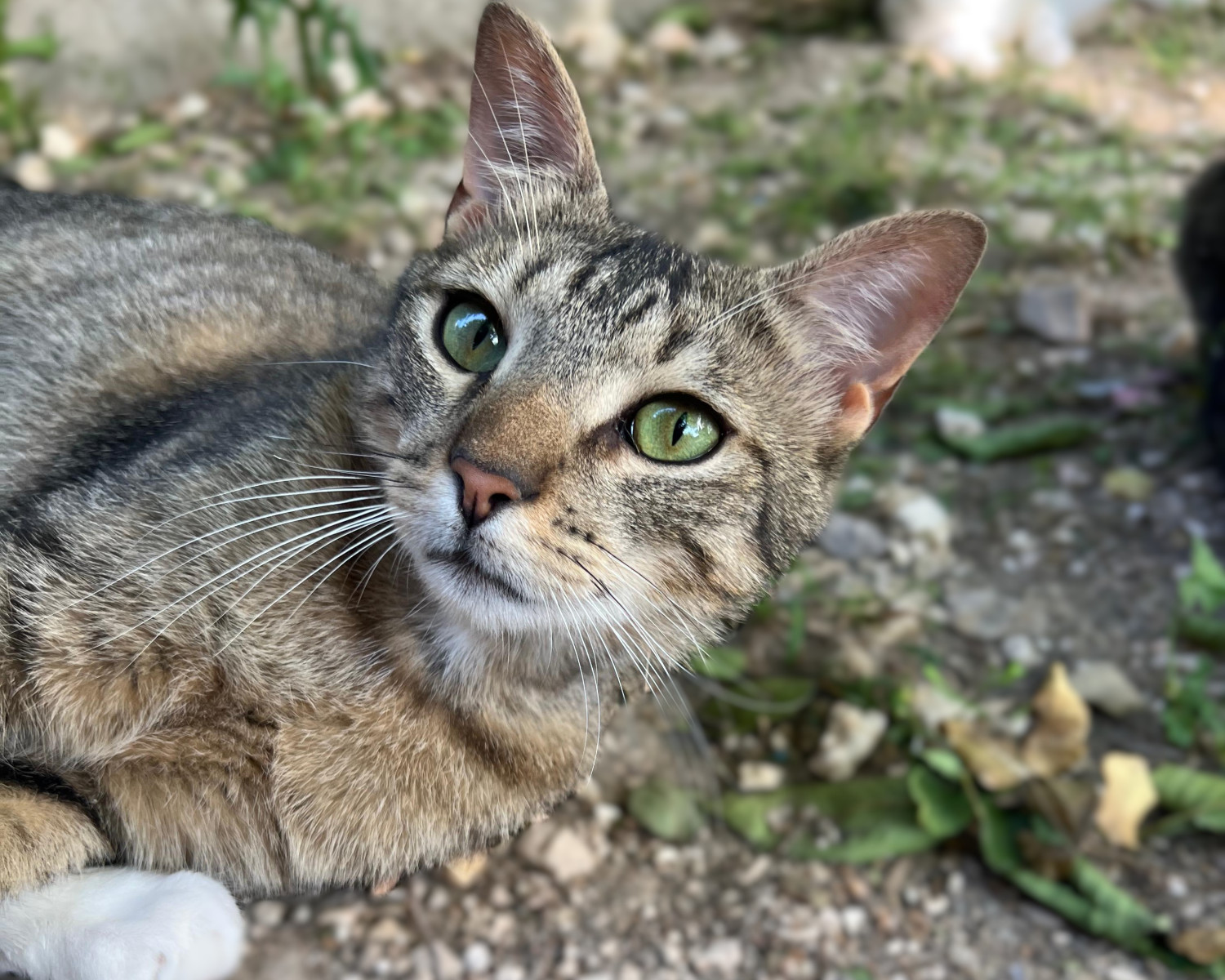 Imagen de PISTACHO (URGENTE)