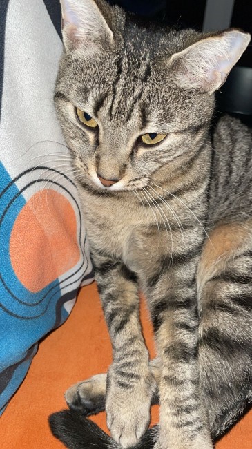 Imagen de Vara Happy