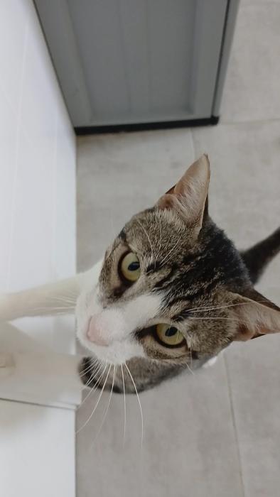 Imagen de Gatólico