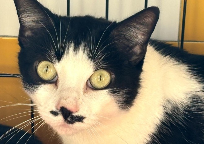 Imagen de Druso Coca