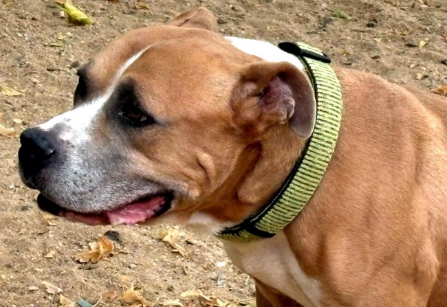 Imagen de Rocky Do