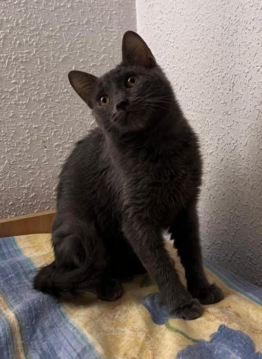 Imagen de Katy purri