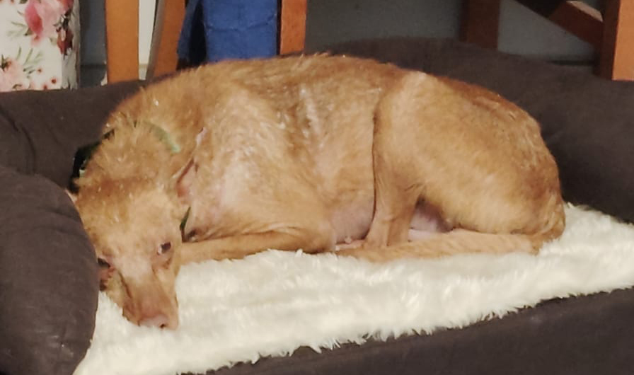 Imagen de LISMI MALAGON