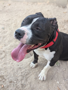 Imagen de TYSON