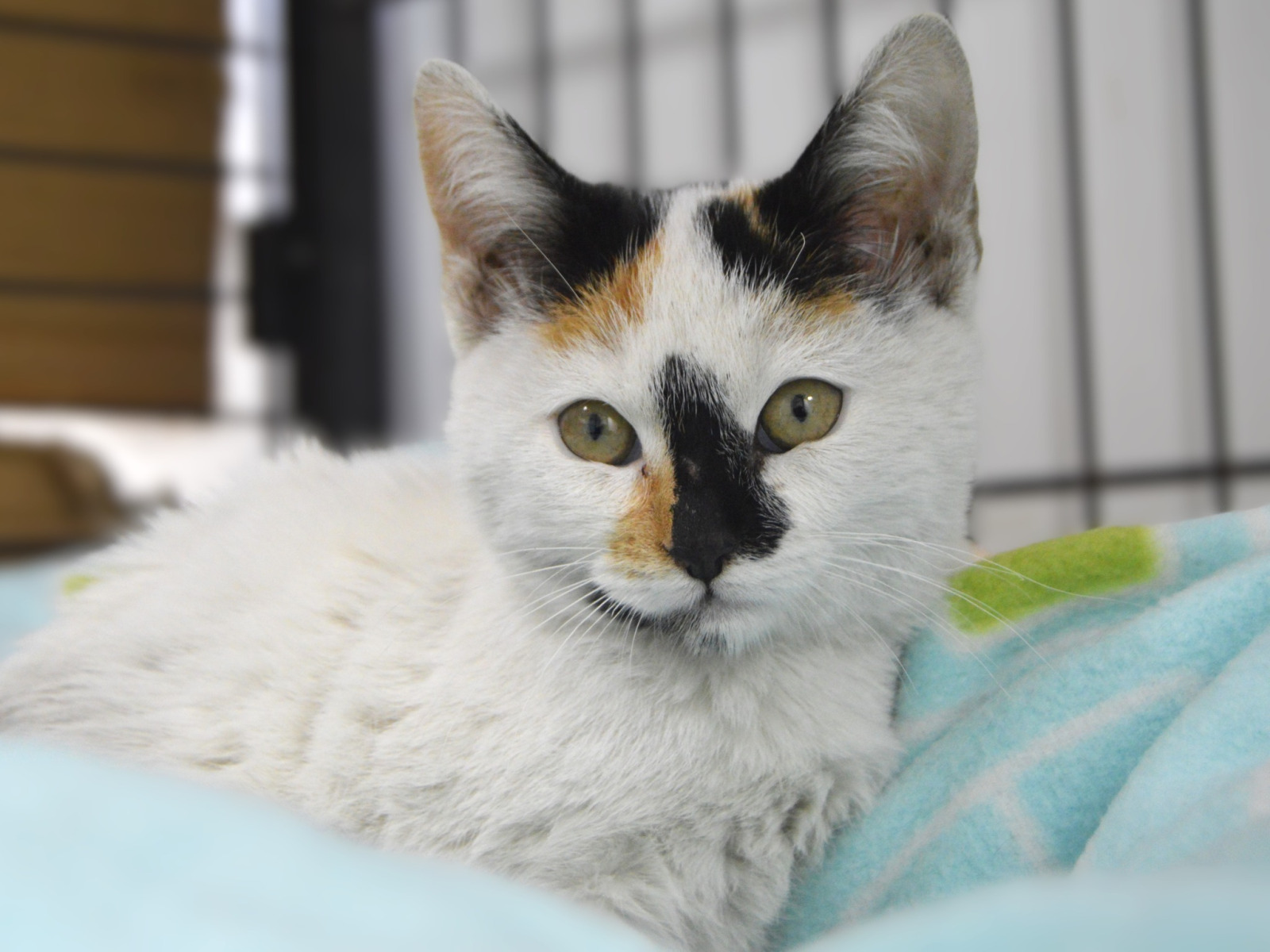 Imagen de PICCOLA (URGENTE)