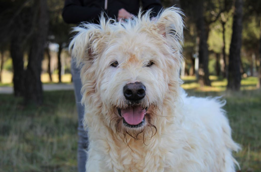 Imagen de APALOSA FAPAM