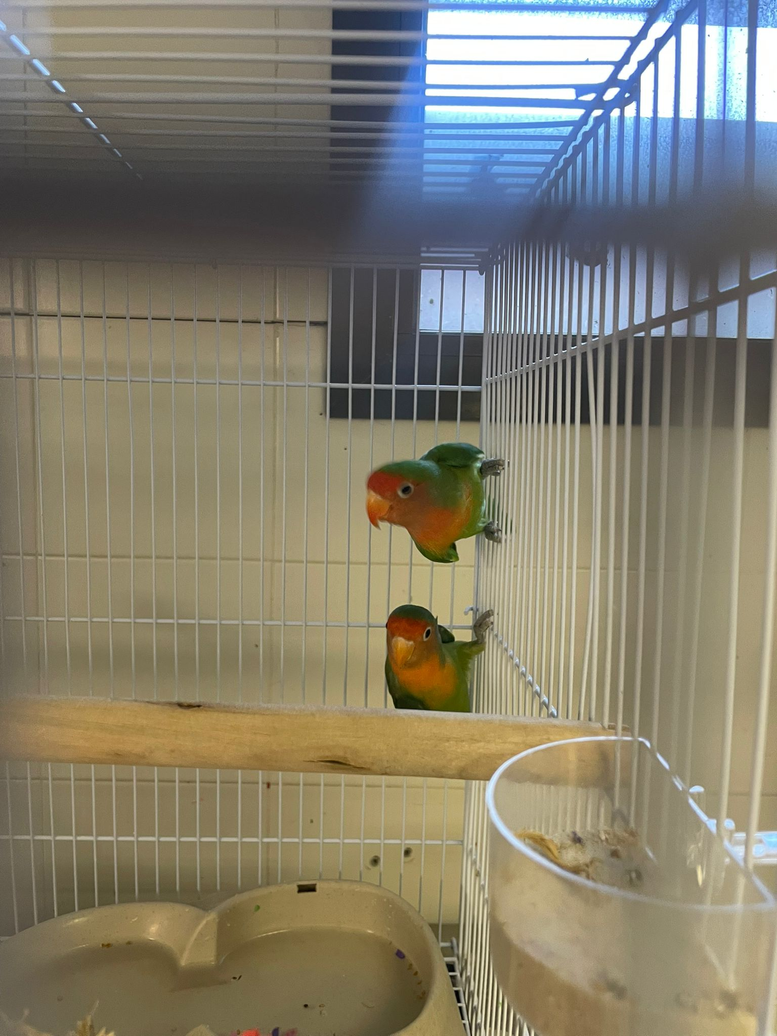 Imagen de Mango y Tango