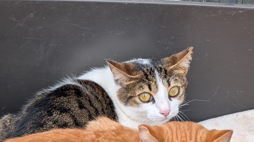 Imagen de CYNTHIA CICA