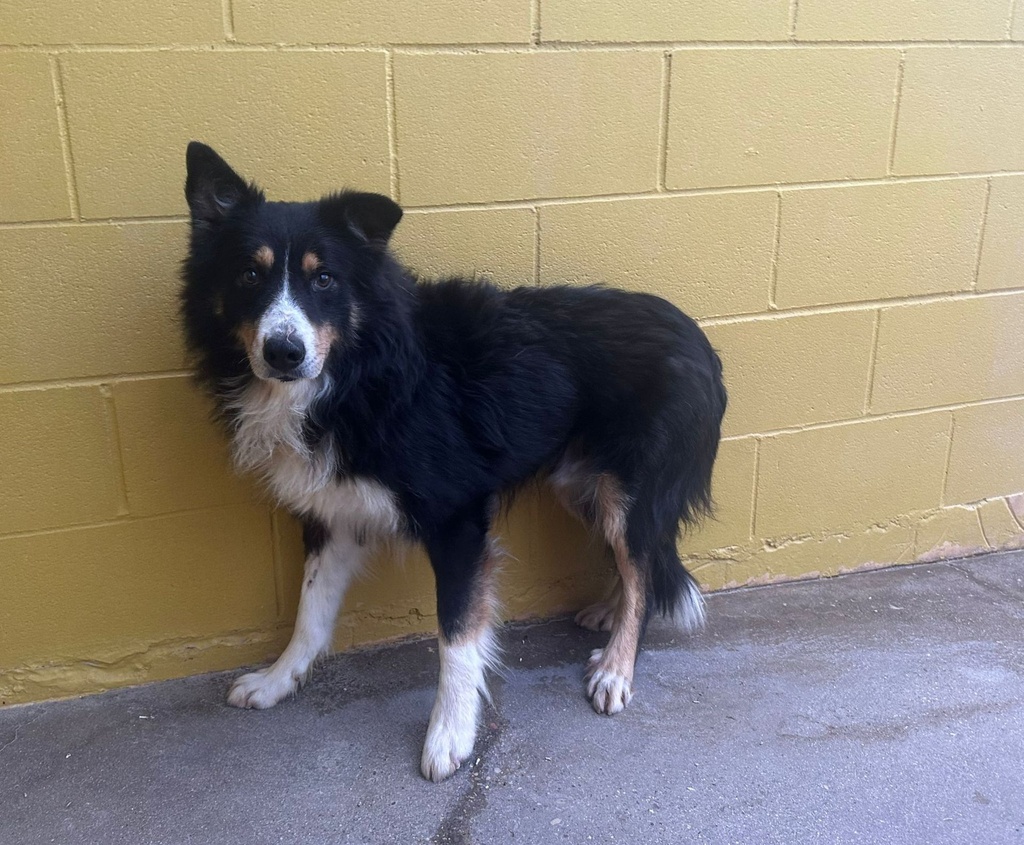 Imagen de CLEMENTINO