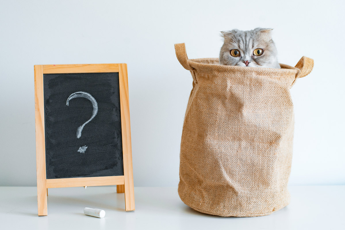 Preguntas frecuentes sobre la Ley de Bienestar Animal