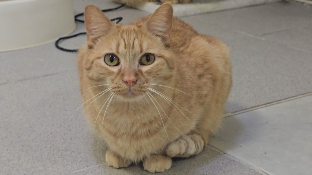 Imagen de MELOCOTÓN