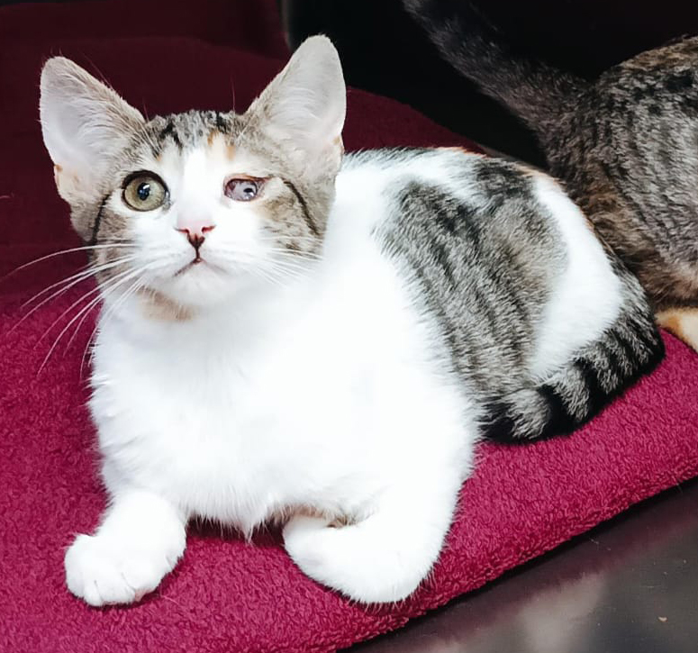 Imagen de CENTELLA MAJAELRAYO