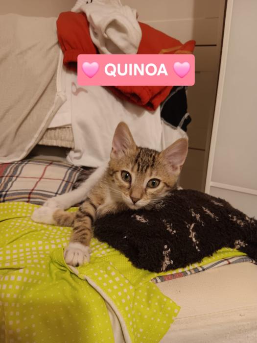 Imagen de Quinoa