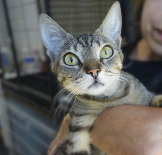 Imagen de MAYA (URGENTE)