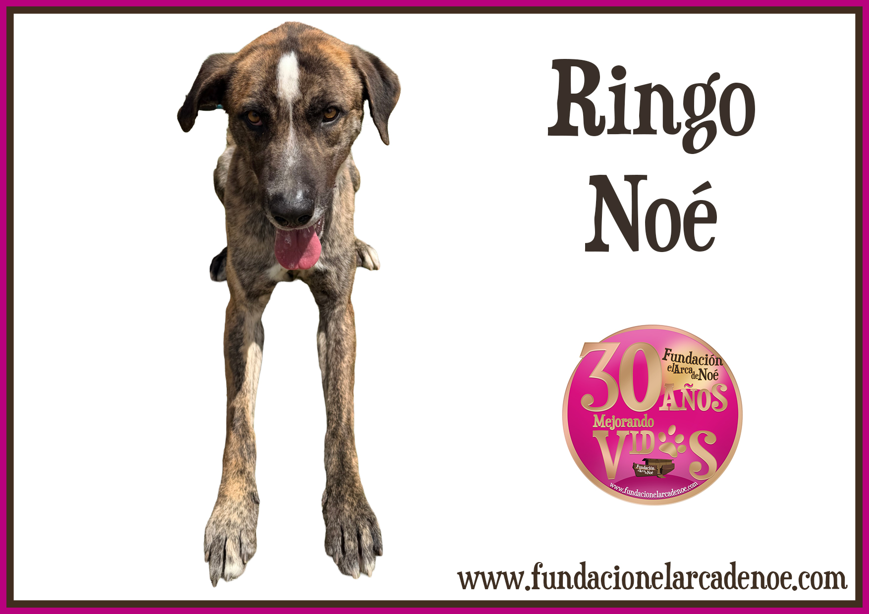 Imagen de Ringo noé