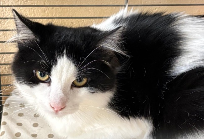 Imagen de Niguiri Guada