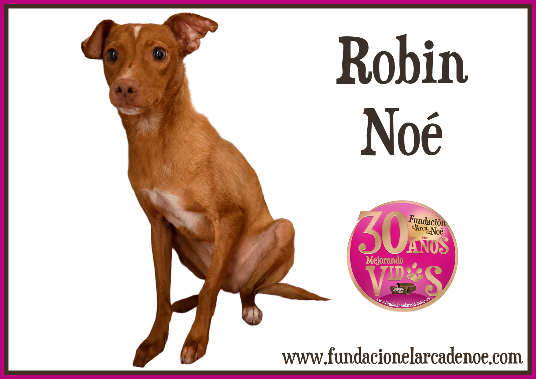 Imagen de Robin noé