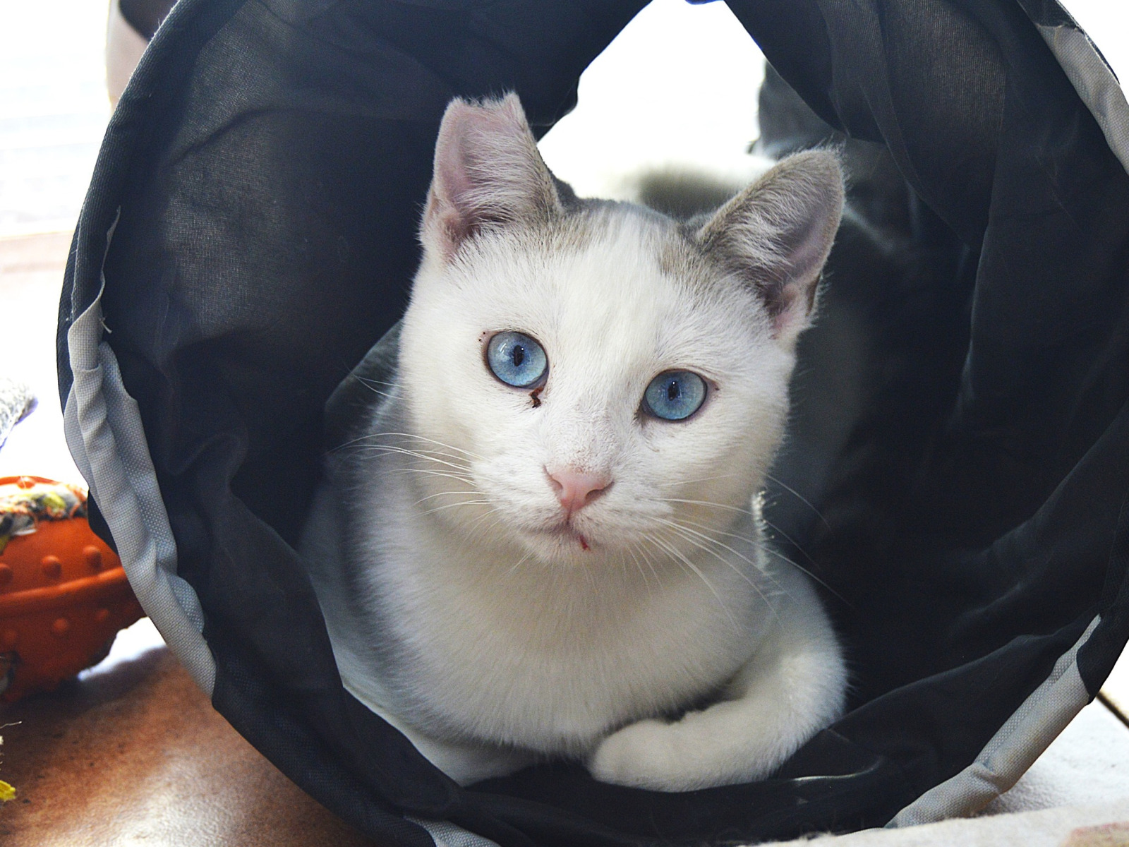 Imagen de CAMEMBERT (URGENTE)