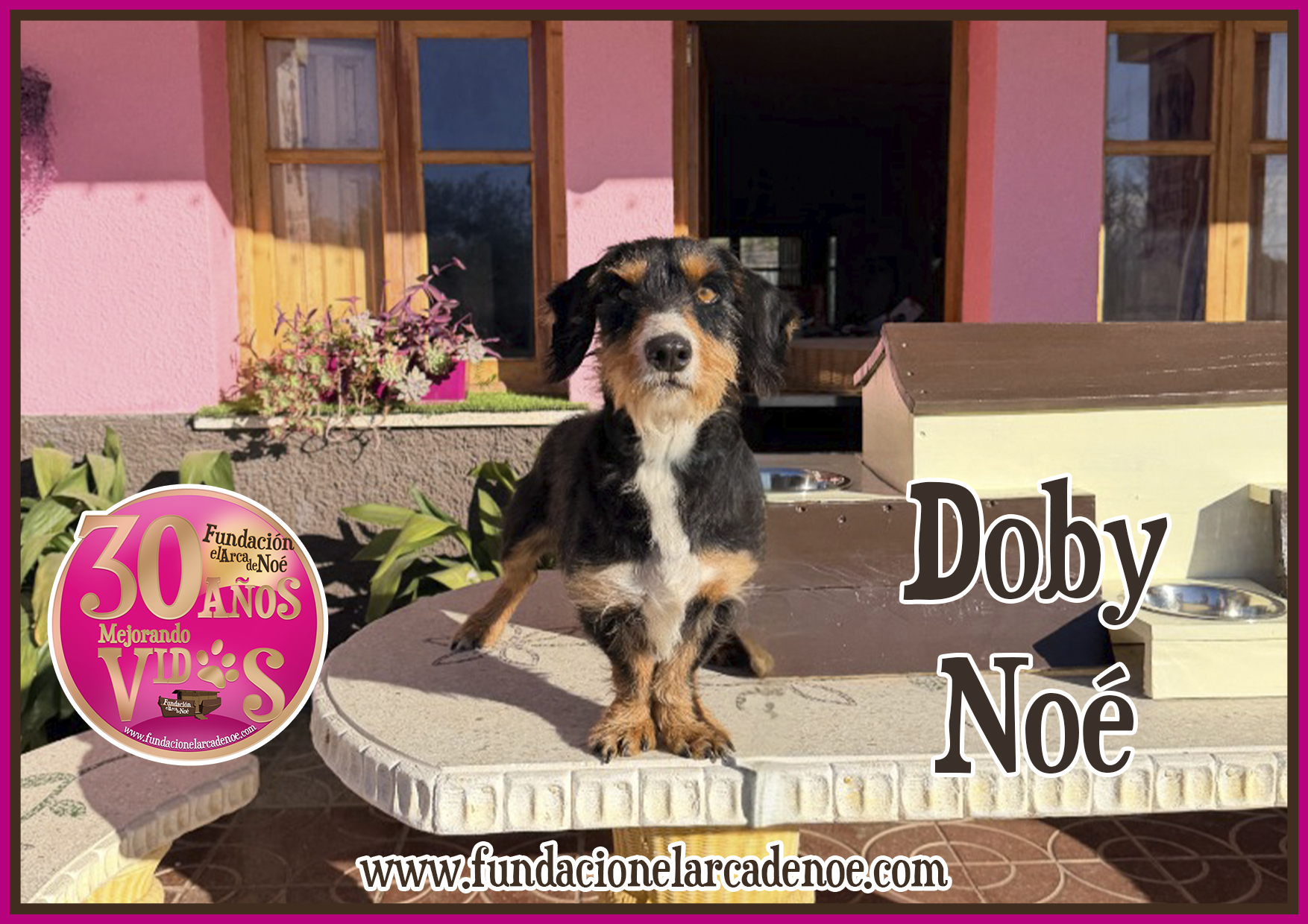 Imagen de Doby noé