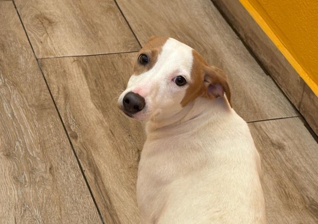 Imagen de Libelula T.