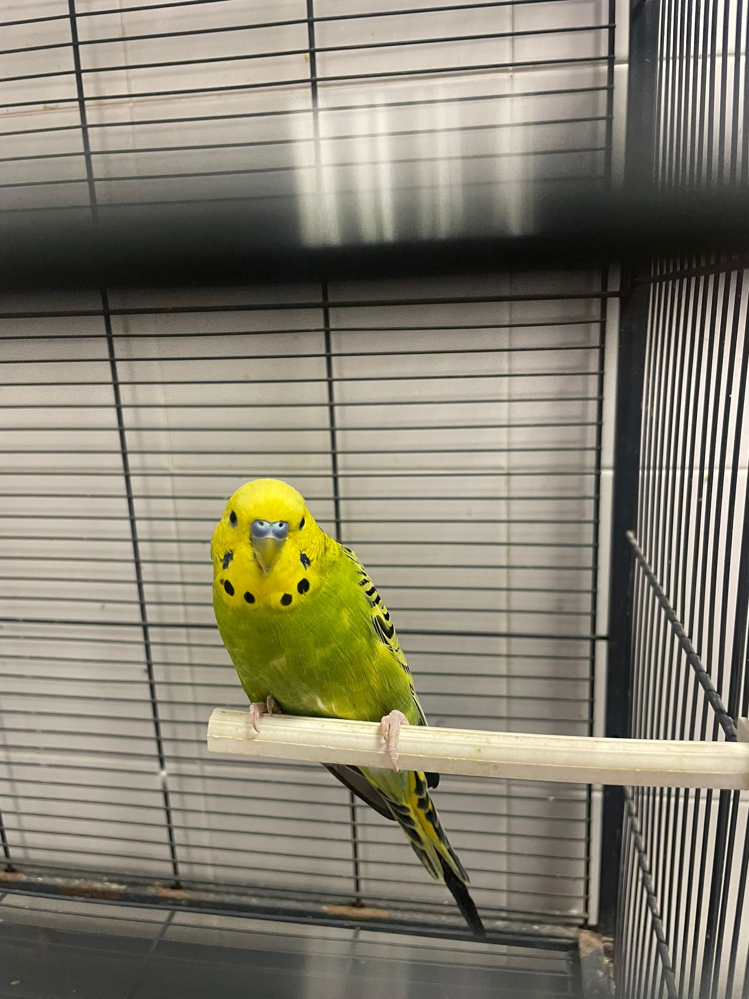 Imagen de KIWI