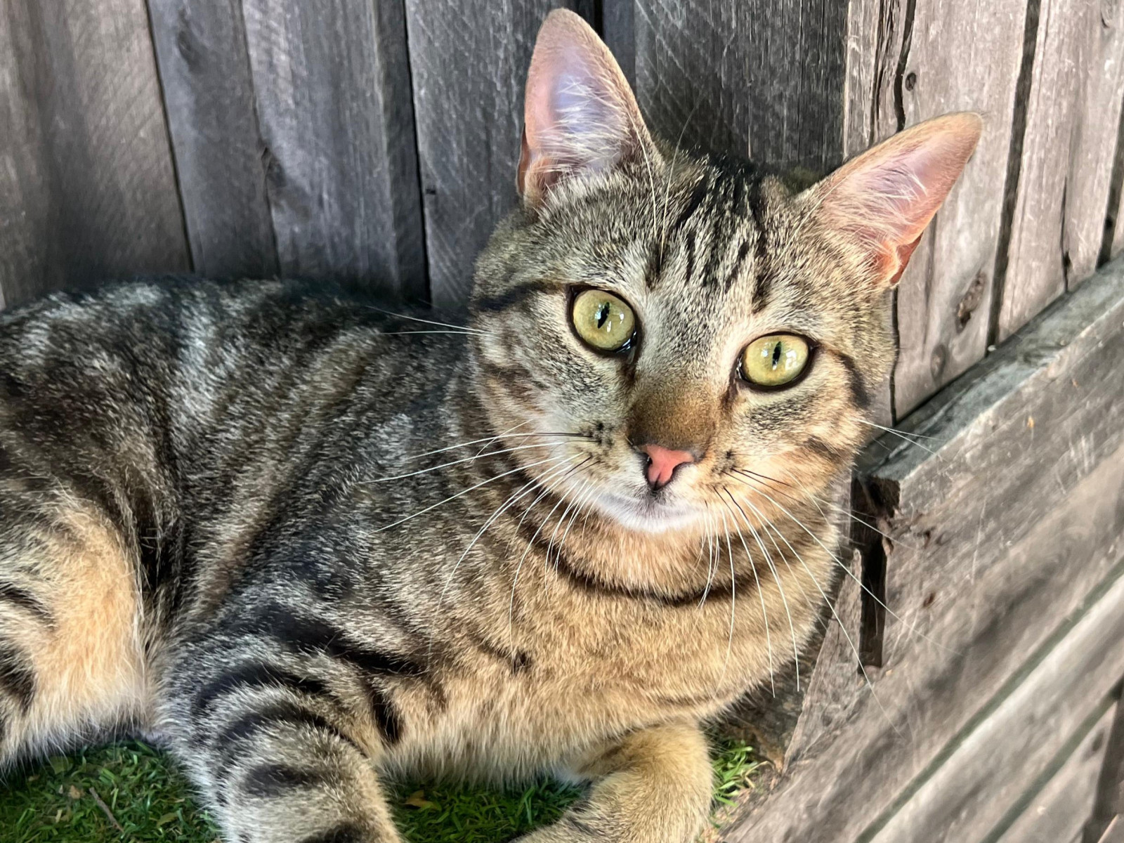 Imagen de CACAHUETE (URGENTE)