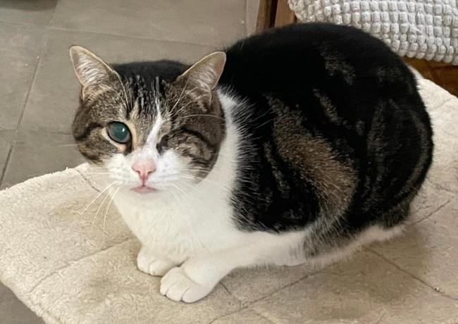 Imagen de Dino Blood