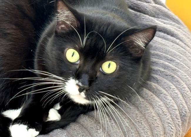 Imagen de Kurdo Coca