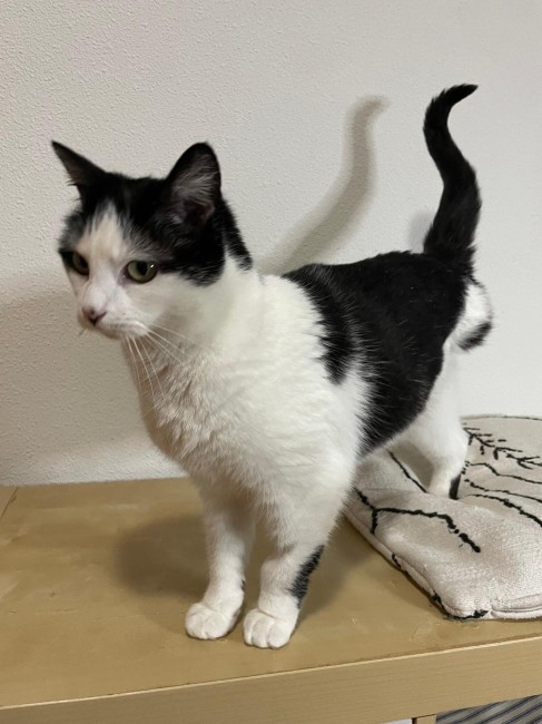 Imagen de Blancaflor Coca