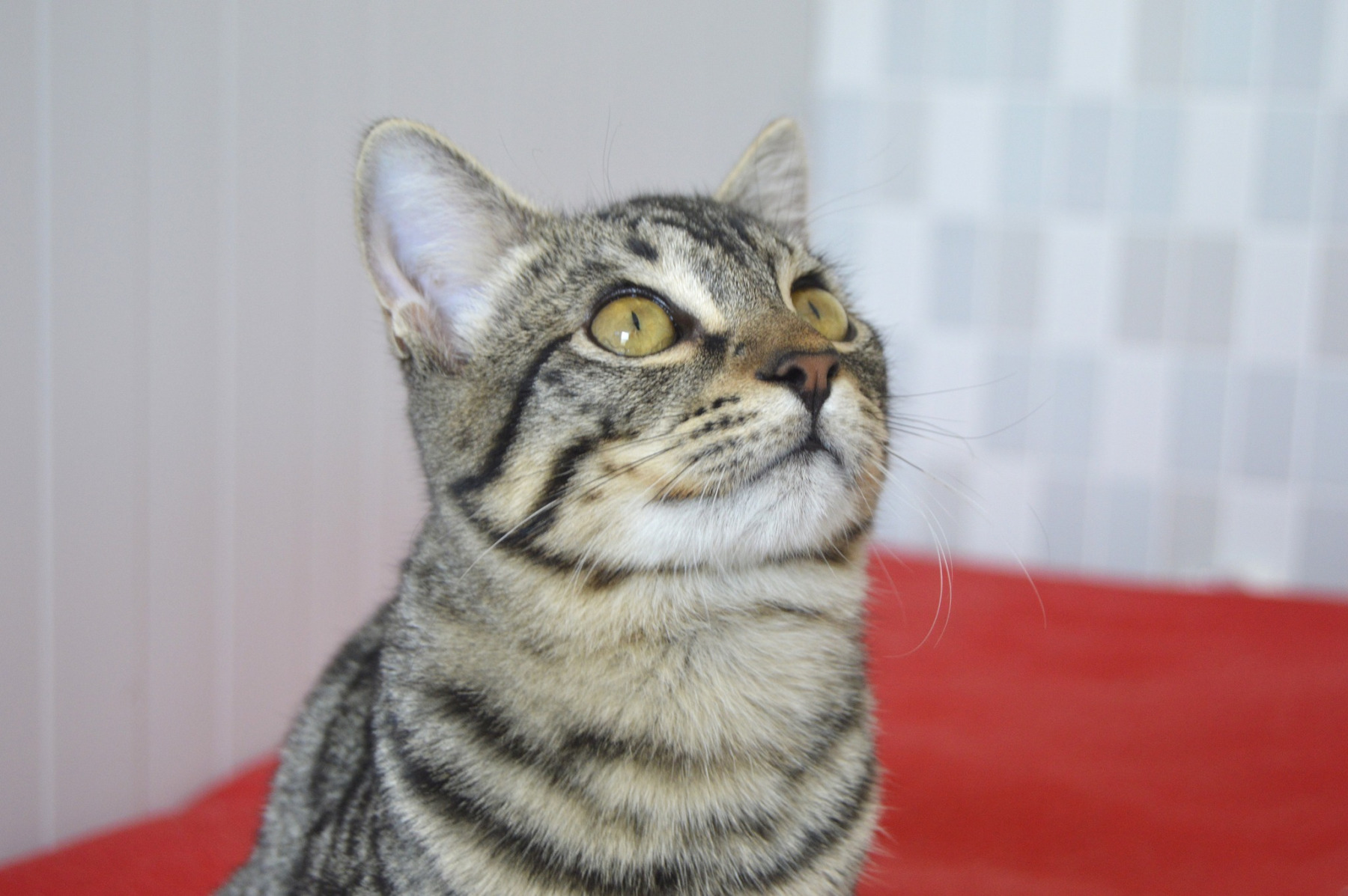 Imagen de GARBANZO (URGENTE)