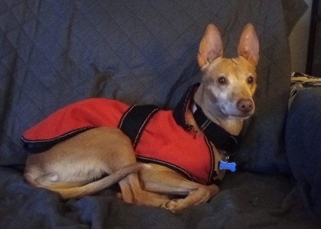 Imagen de Estrella Cija