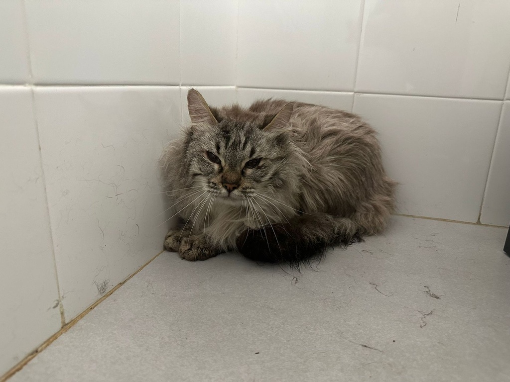 Imagen de LOFOTEN ERAS