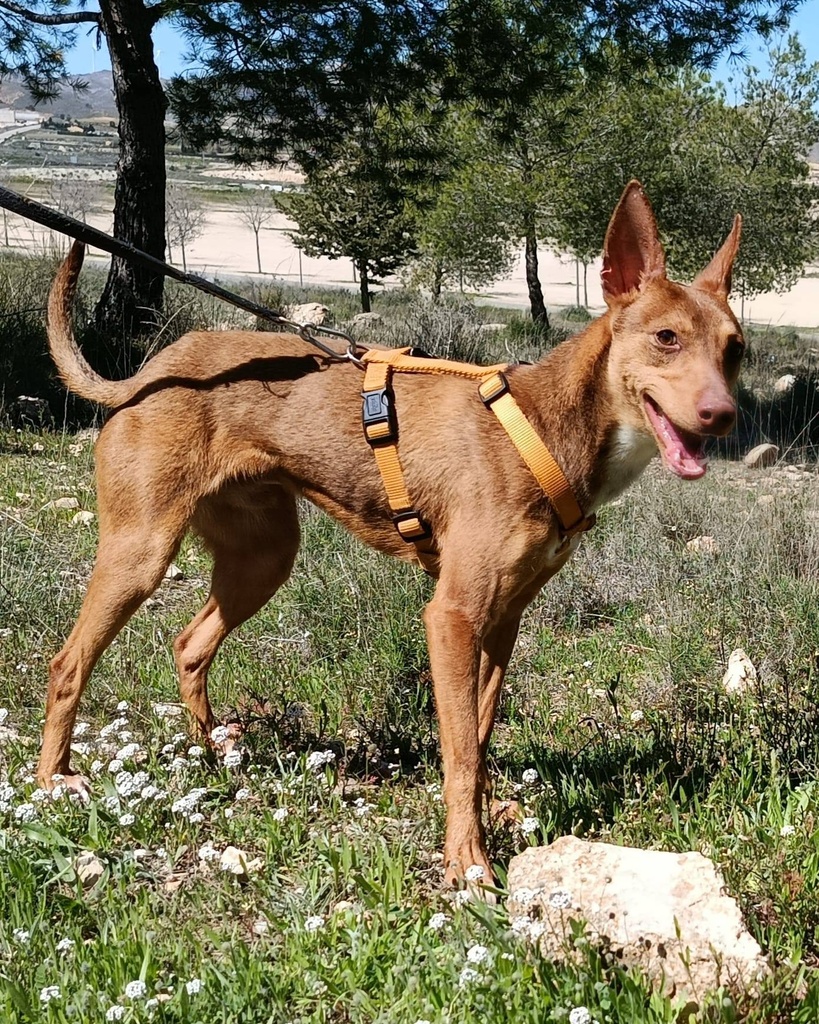 Imagen de FIRULAIS JUMILLA